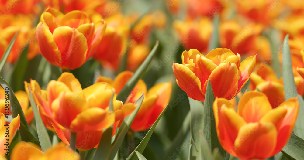 Tulip flower farm park Tulip flower farm park