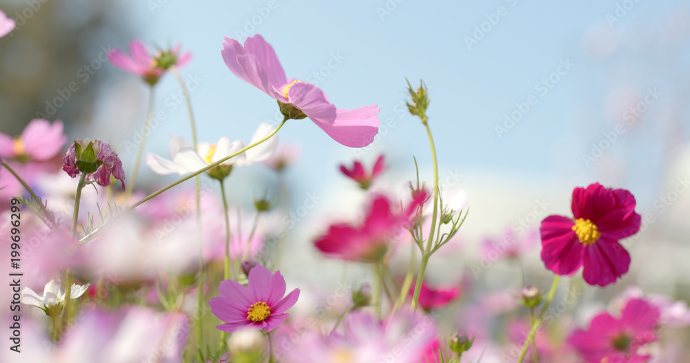 Cosmos flower farm Cosmos flower farm