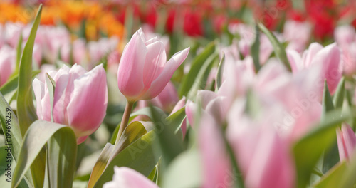 Tulip flower park