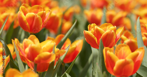 Tulip flower farm park