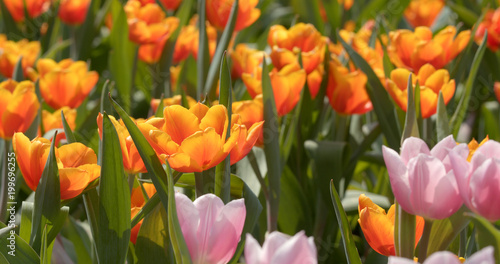 Tulip flower farm park