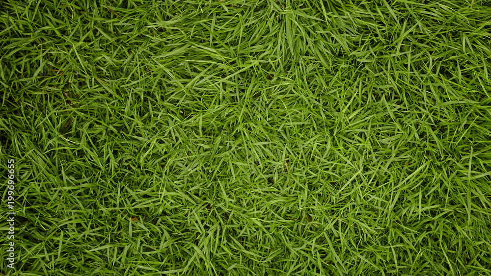 Green grass texture background Green grass texture background