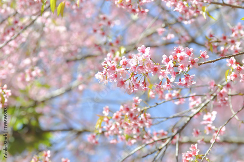 cherry blossom or prunus cerasoides or sakura