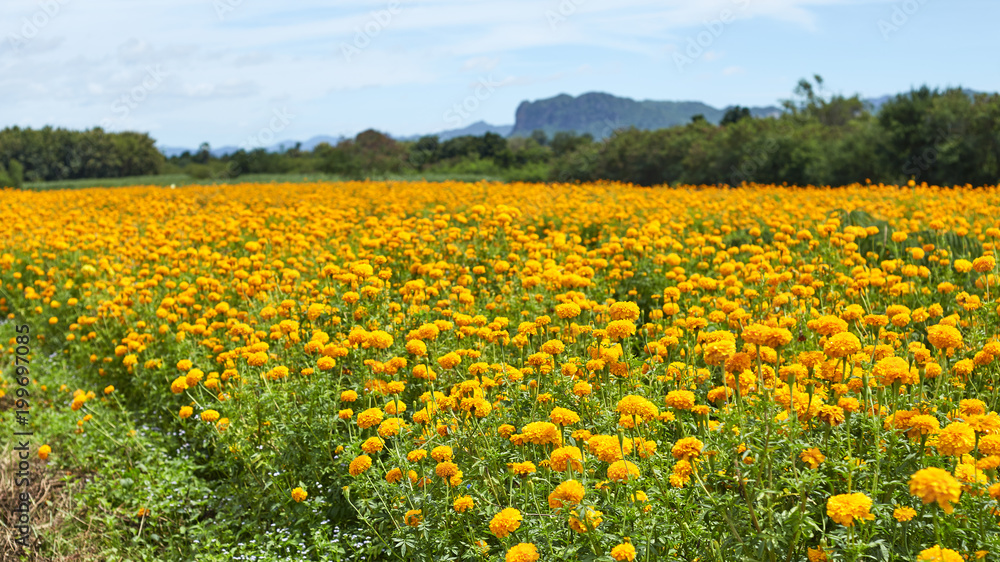Beautiful Marigold flowers