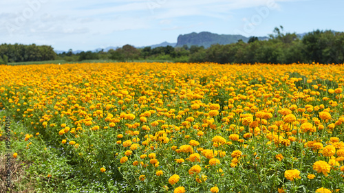 Beautiful Marigold flowers