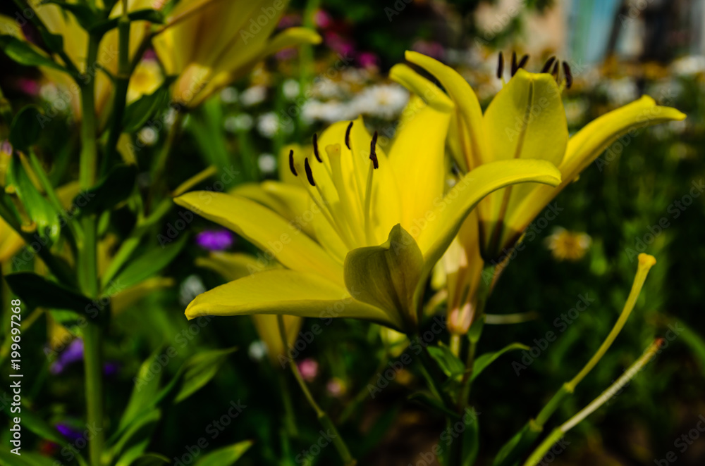 Obraz premium Yellow lily on a flowerbed in garden