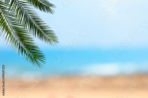 Fototapeta Naklejka Na Ścianę i Meble -  Abstract summer vacation and holiday background with natural green palm leaf over bokeh tropical sea waves. Copy space for vacation and business travel concept.