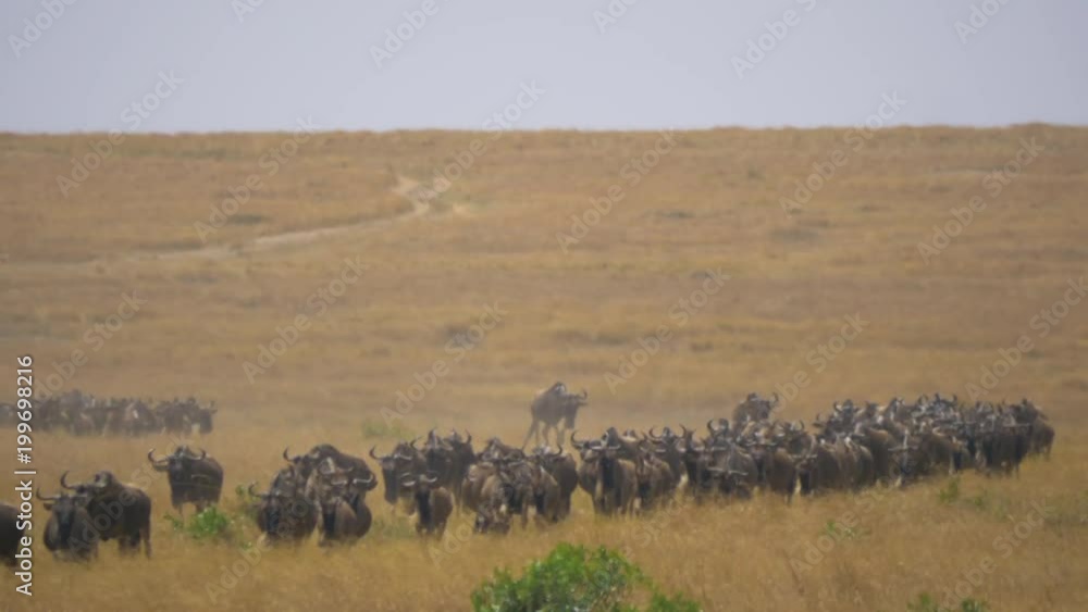 Gnus on the dry plains of Masai Mara Gnus on the dry plains of Masai Mara