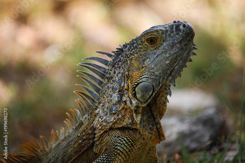 Iguana 