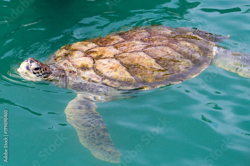 Sea Turtle