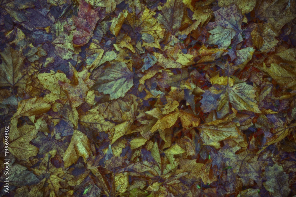 Ultra orange colored Dirty autumn leaves, natural background for web site or mobile devices