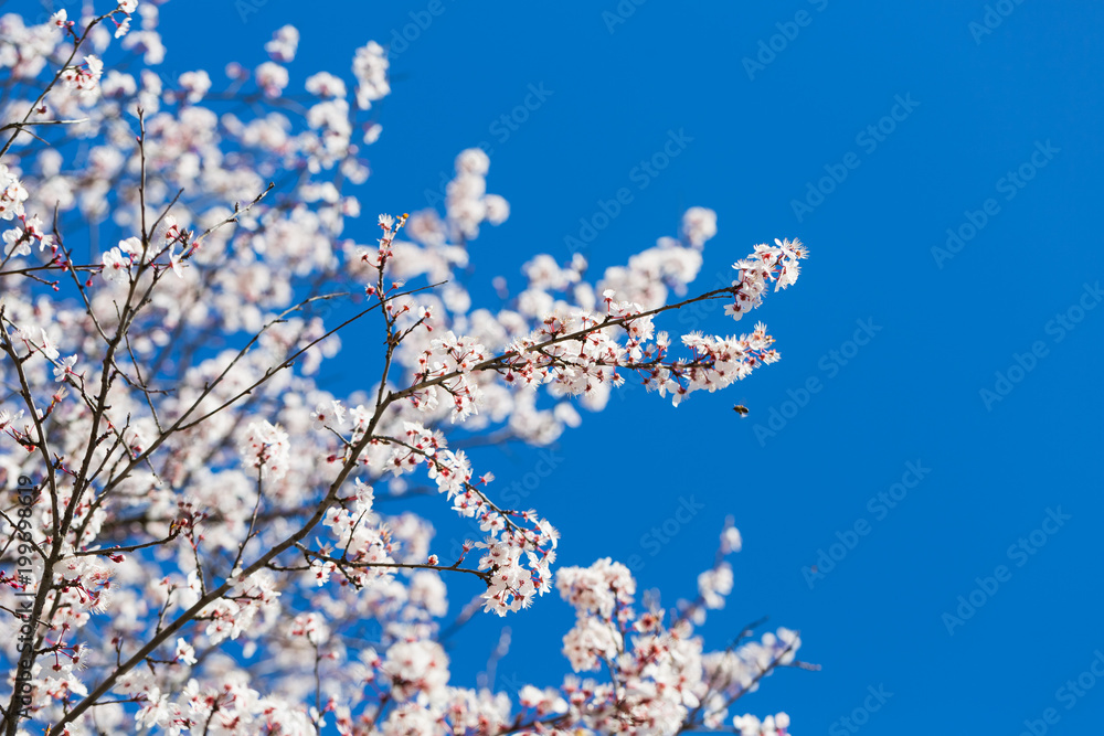 spring white blossom against blue sky spring white blossom against blue sky