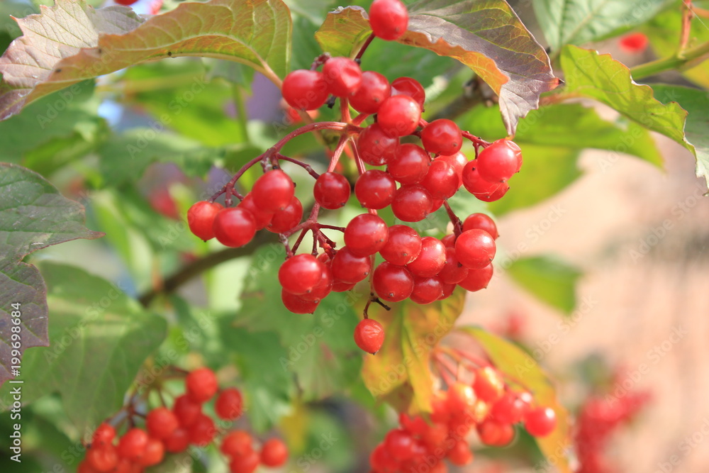 branch of red kalina branch of red kalina