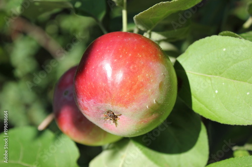 red apple on a branch
