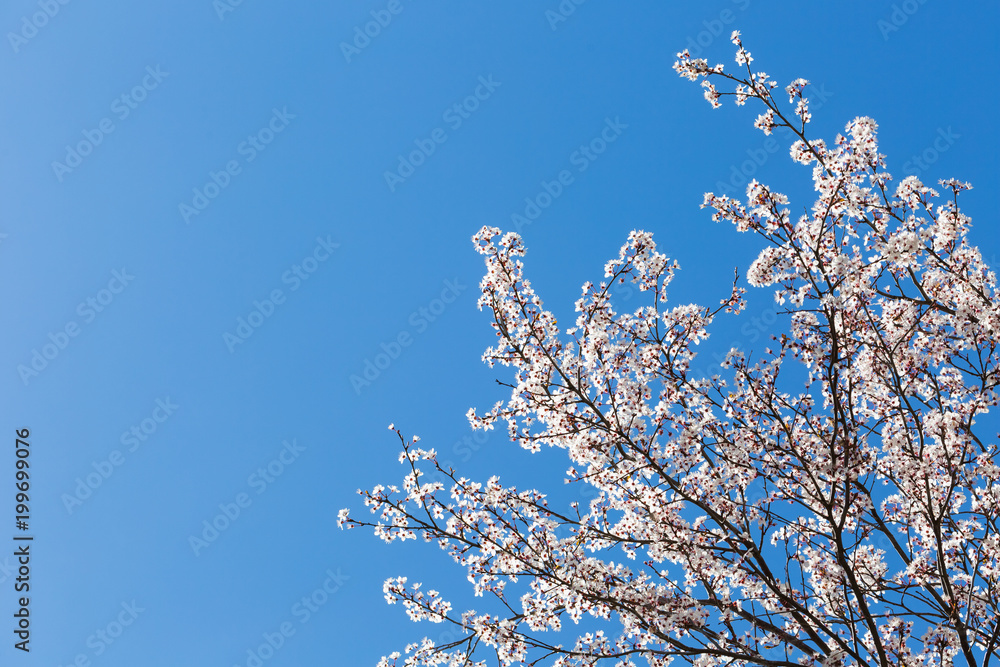 spring white blossom against blue sky