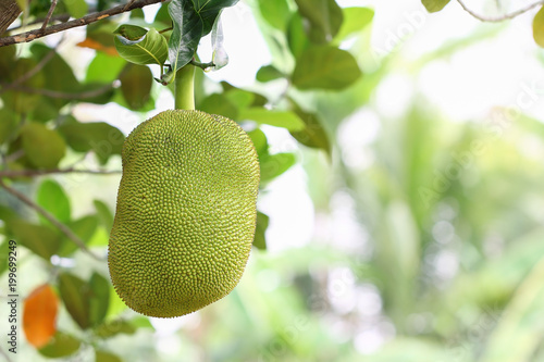 Jack fruit on Jack fruit tree