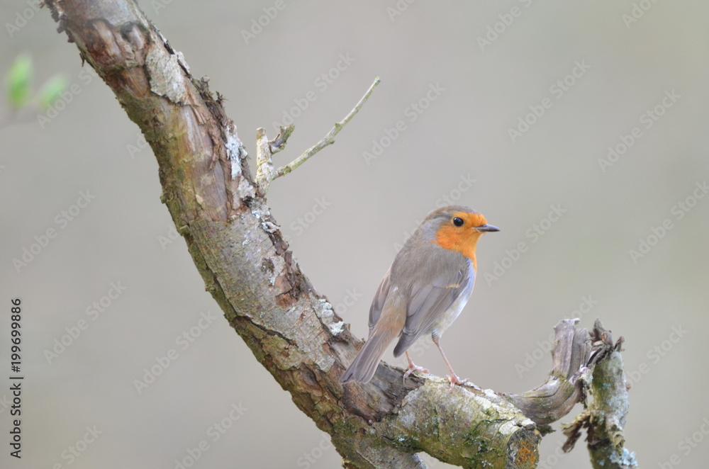 Rouge-gorge familier (Erithacus rubecula) Rouge-gorge familier (Erithacus rubecula)