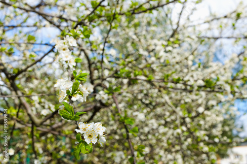 spring white blossom against blue sky