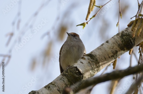 Fauvette à tête noire (Sylvia atricapilla)