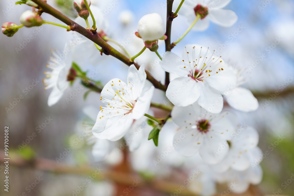 spring white blossom against blue sky