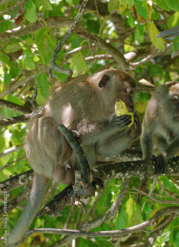 Obraz premium spuntino tra i rami