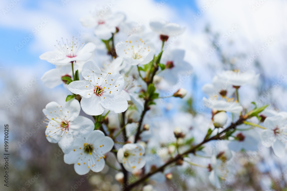 spring white blossom against blue sky spring white blossom against blue sky