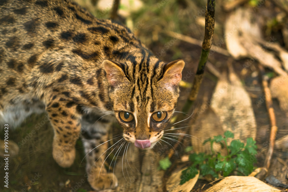 Faldgruber klog Martyr Leopard cat ( Prionailurus bengalensis) a small wild cat native to  continental South, Southeast and East Asia Stock-foto | Adobe Stock