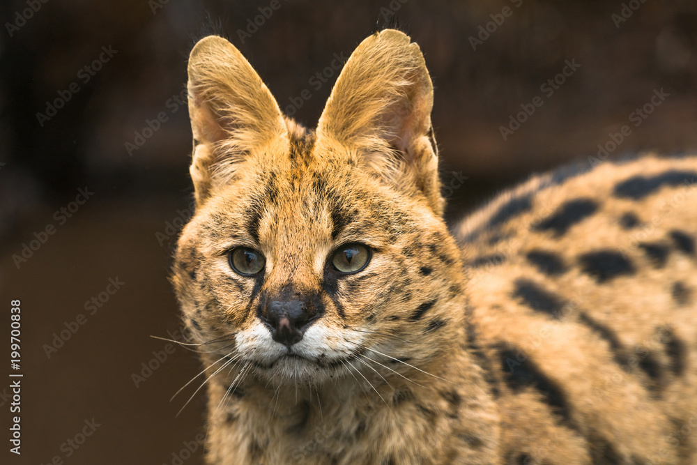 Serval (Leptailurus serval), a wild cat native to Africa Serval (Leptailurus serval), a wild cat native to Africa
