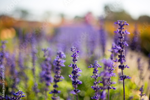 purple flower in summer