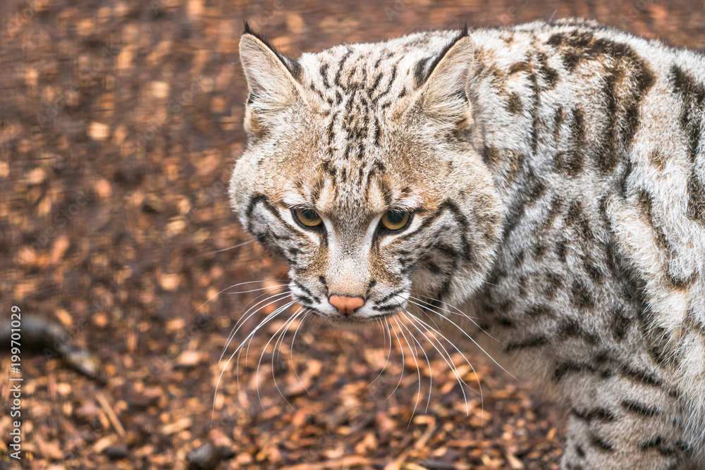 Bobcat (Lynx rufus)  a North American predator that inhabits wooded areas