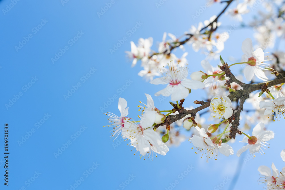 spring white blossom against blue sky spring white blossom against blue sky