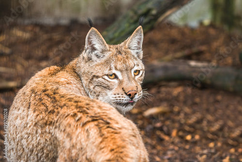 Lynx, a  a short tail wild cat with characteristic tufts of black hair on the tips of the ears © beataaldridge