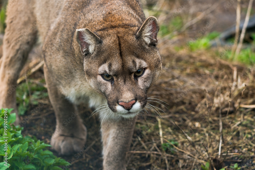 Naklejka premium Puma (Puma concolor), duży kot występujący głównie w górach od południowej Kanady do końca Ameryki Południowej.
