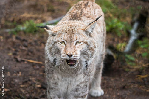 Lynx, a a short tail wild cat with characteristic tufts of black hair on the tips of the ears