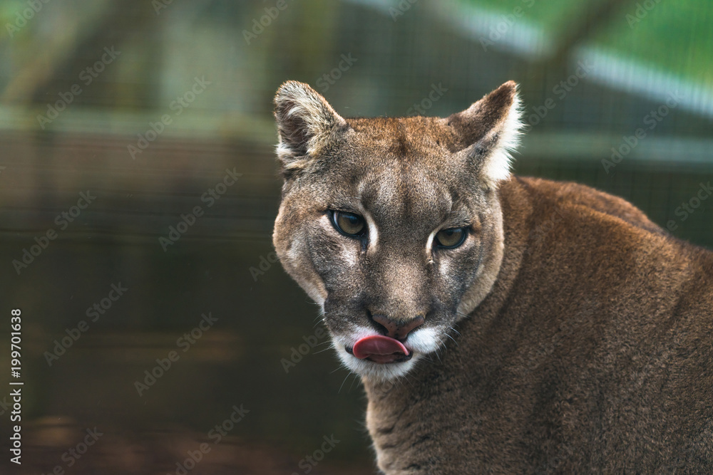 Naklejka premium Puma (Puma concolor), duży kot występujący głównie w górach od południowej Kanady do końca Ameryki Południowej. Znany również jako kuguar, lew górski, pantera lub catamount