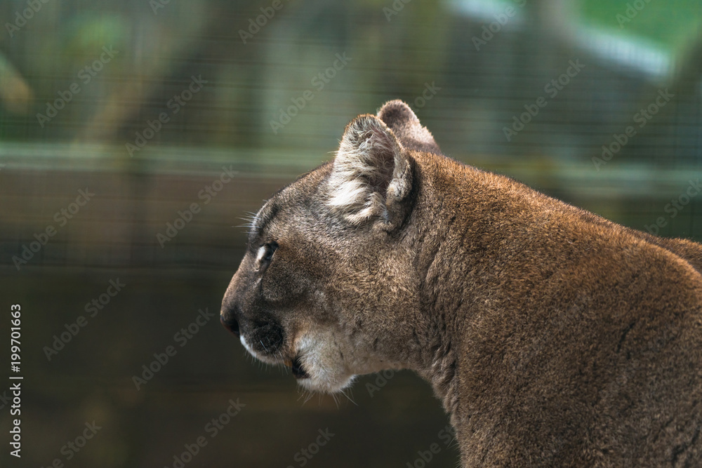 Fototapeta premium Puma (Puma concolor), duży kot występujący głównie w górach od południowej Kanady do końca Ameryki Południowej. Znany również jako kuguar, lew górski, pantera lub catamount