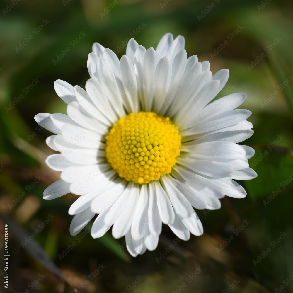 Fototapeta premium Springtime. Beautiful blooming daisies in spring meadow. Abstract blurred background.