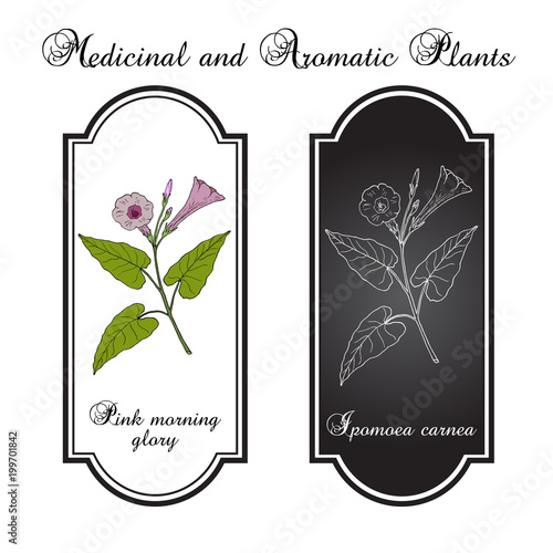 Pink morning glory Ipomoea carnea , medicinal plant