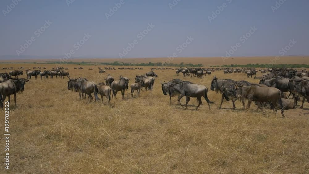 Wildebeests seen in Maasai Mara National Reserve