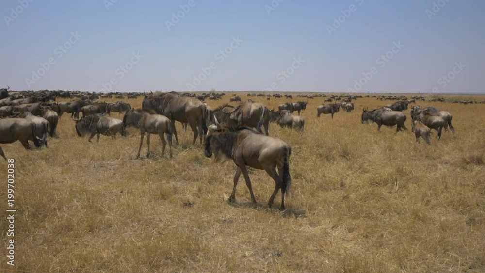 Wildebeests on the dry plains of Masai Mara Wildebeests on the dry plains of Masai Mara