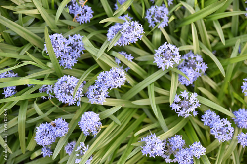 Hyacinthoides italica (Scille d'Ialie) bleue au printemps photo