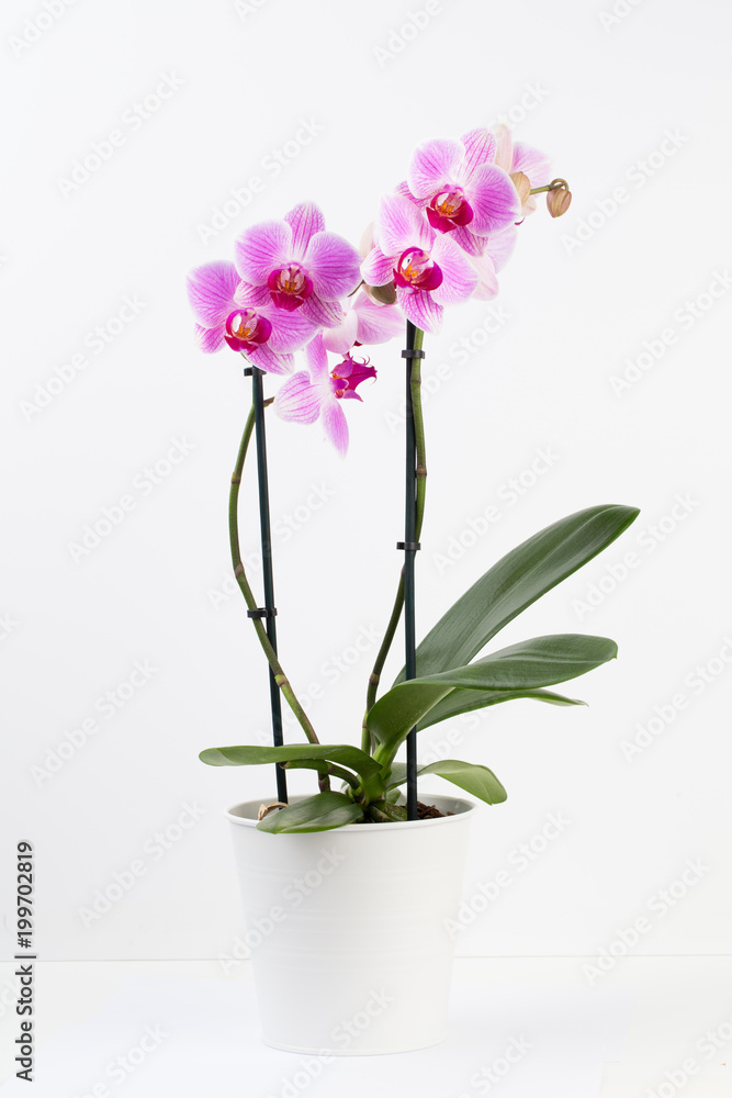 Beauty orchid on a white background. Beauty orchid on a white background.