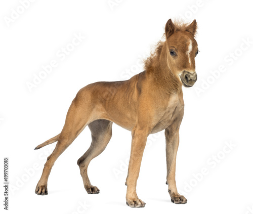 Canvas Print chimera with a Great Dane and a head of foal against white background