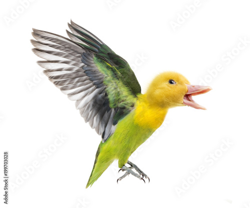 chimera with duckling and Yellow-collared lovebird flying against white background