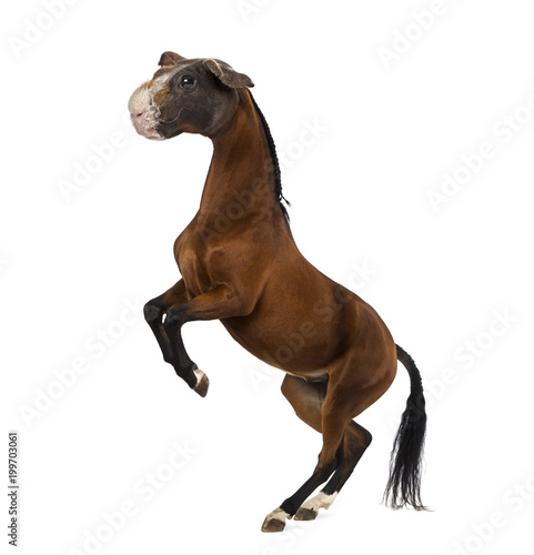 Fototapeta Naklejka Na Ścianę i Meble -  chimera with a Horse and a head of a Guinea Pig rearing up against white background
