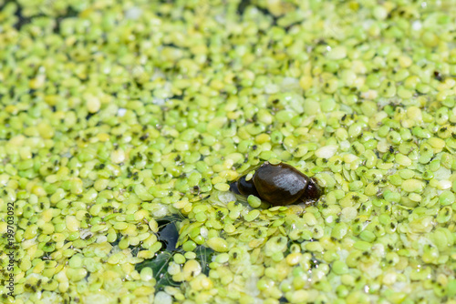 duckweed in a fountain