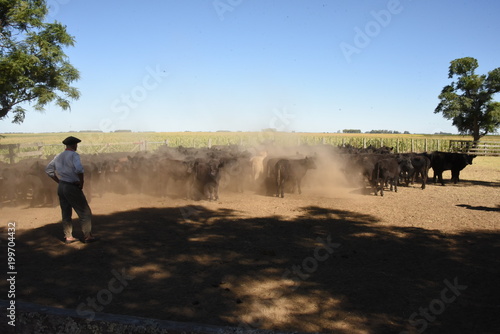 Rodeo Angus, trabajos de hacienda