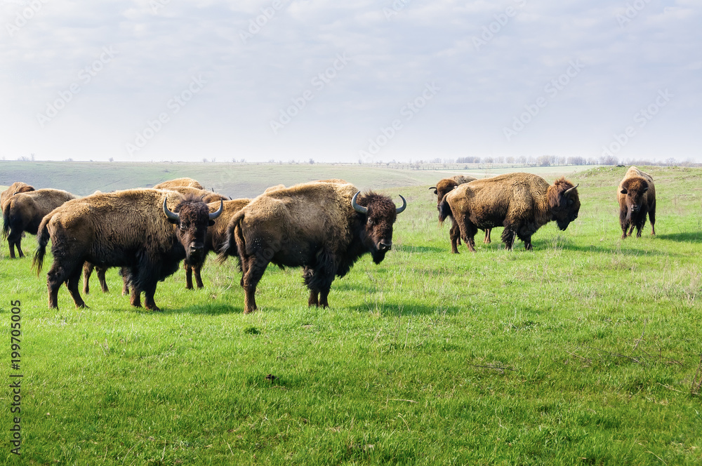 Bison. Herd of grazing buffalo.