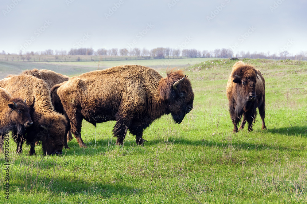 Bison. Herd of grazing buffalo.