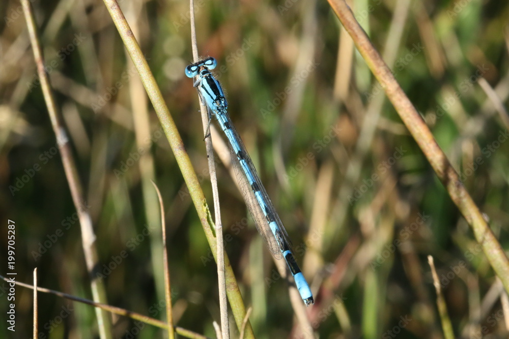 Libellule bleue Libellule bleue